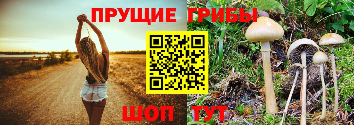 Галлюциногенные грибы ЛСД  Вход с VPN  Галлюциногенные грибы Psilocybine cubensis  Новокуйбышевск 
